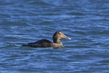 (Somateria mollissima) Danimarka 'daki doğal habitatında