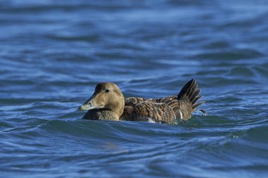 (Somateria mollissima) Danimarka 'daki doğal habitatında