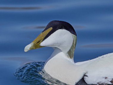 (Somateria mollissima) Danimarka 'daki doğal habitatında