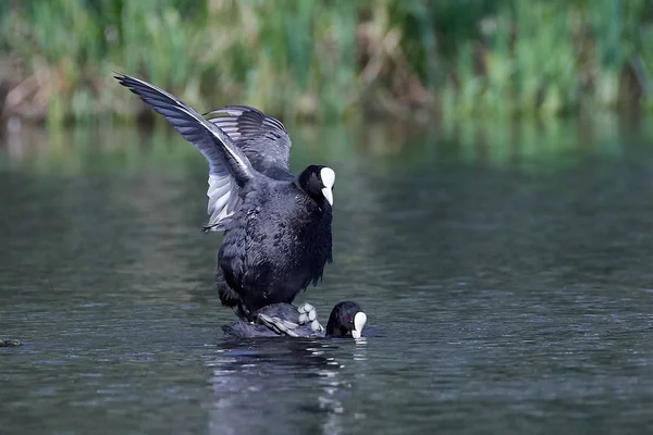 Les Foulques Eurasiennes Accouplent Dans Leur Habitat Naturel — Photo