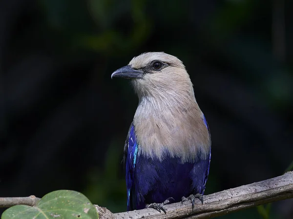 Blåmagad Rulle Sin Naturliga Miljö Gambia — Stockfoto