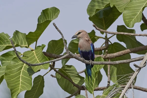 Blåmagad Rulle Sin Naturliga Miljö Gambia — Stockfoto