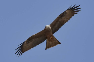 Siyah arka planda mavi gökyüzü ile uçuş yapılan uçurtma