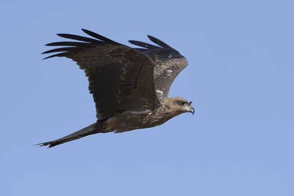 Schwarzdrachen Flug Mit Blauem Himmel Hintergrund — Stockfoto