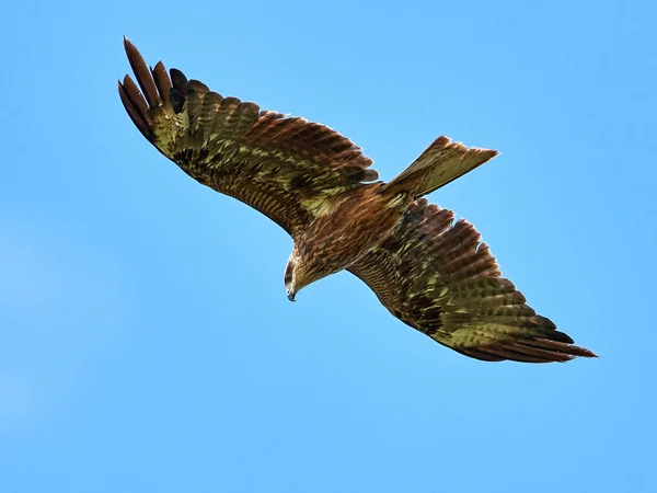 黒の背景に青い空 飛行凧 — ストック写真