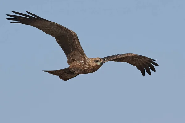 Schwarzdrachen Flug Mit Blauem Himmel Hintergrund — Stockfoto