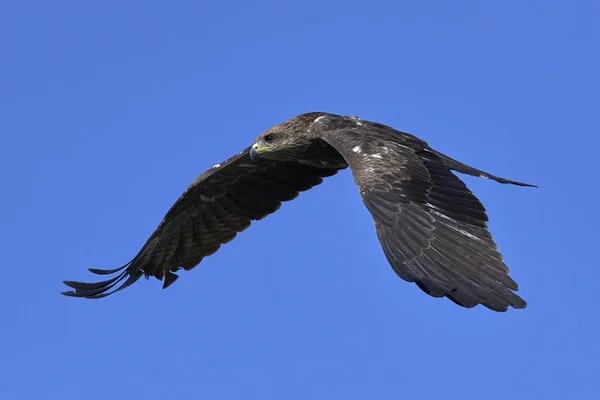 Black Kite Flight Blue Skies Background — Stock Photo, Image