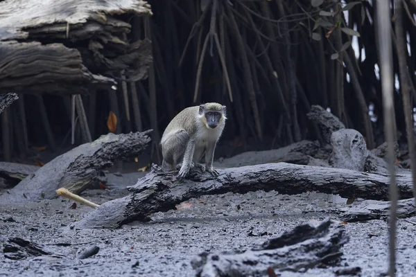 Macaco Vervet Seu Habitat Natural Gâmbia — Fotografia de Stock