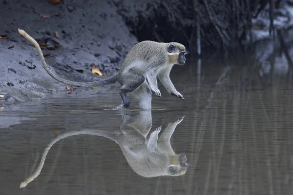 Vervet Monkey Its Natural Habitat Gambia — Stock Photo, Image