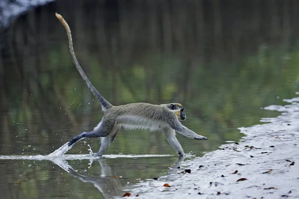 Mono Vervet Hábitat Natural Gambia — Foto de Stock