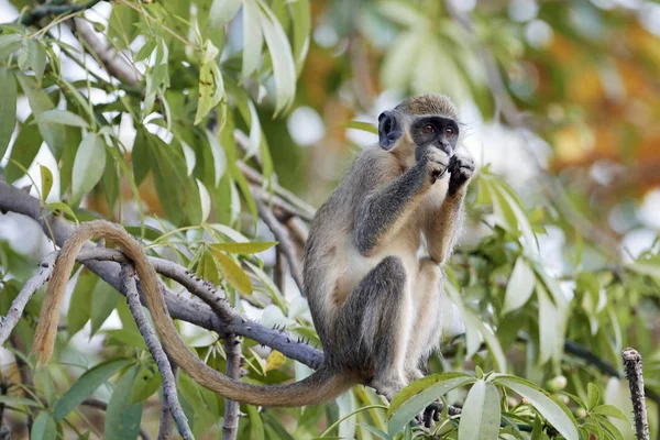 Vervet Monkey Its Natural Habitat Senegal — Stock Photo, Image