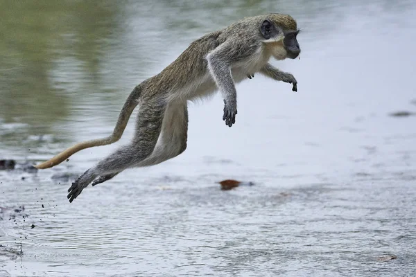 Macaco Vervet Seu Habitat Natural Gâmbia — Fotografia de Stock