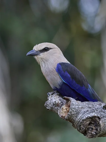 Blåmagad Rulle Sin Naturliga Miljö Gambia — Stockfoto