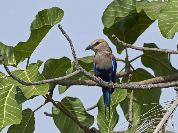 Blåmagad Rulle Sin Naturliga Miljö Gambia — Stockfoto