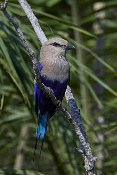 Blue Bellied Roller Its Natural Habitat Gambia — Stock Photo, Image