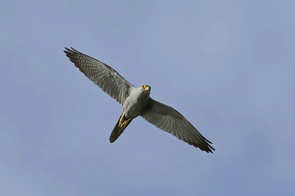 Grey Kestrel Flight Blue Skies Background — Stock Photo, Image