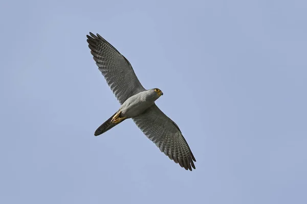 Cinza Kestrel Voo Com Céu Azul Fundo — Fotografia de Stock