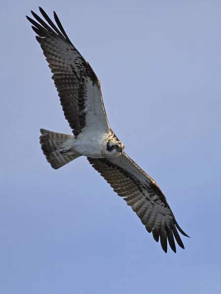 Osprey Voo Seu Habitat Natural Suécia — Fotografia de Stock