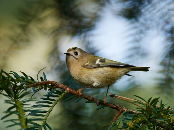 Goldhaube Regulus Regulus Ihrem Natürlichen Lebensraum Dänemark — Stockfoto