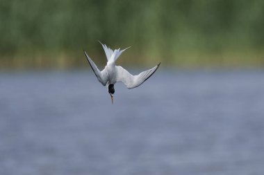Doğal habitatları Danimarka'da küçük Sumru