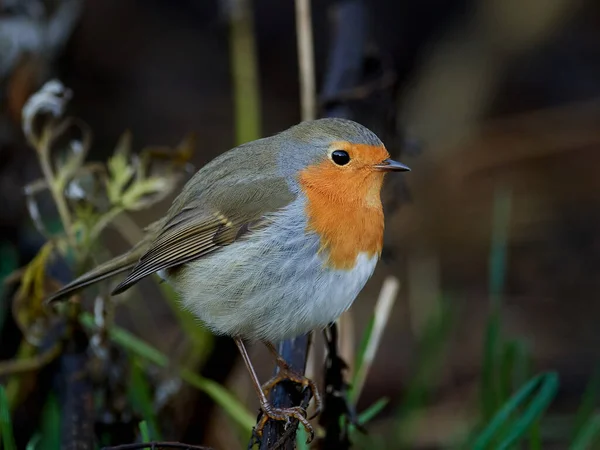 Robin Europeu Seu Habitat Natural Dinamarca — Fotografia de Stock