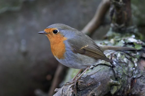 Europeiskt Rödspätta Sin Naturliga Livsmiljö Danmark — Stockfoto