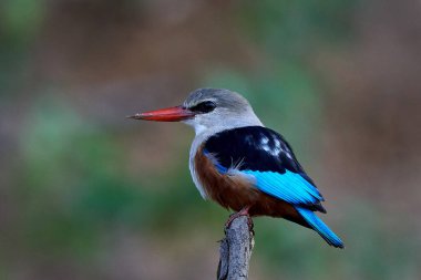 Gri başlı balıkçı (Halcyon lökocephala) Senegal 'deki doğal ortamında