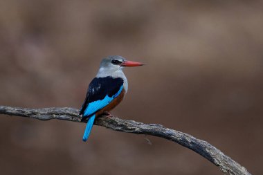 Gri başlı balıkçı (Halcyon lökocephala) Senegal 'deki doğal ortamında