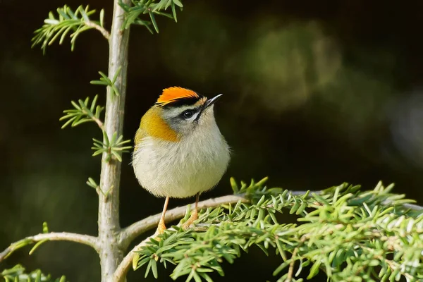 Feuerteufel Regulus Ignicapilla Seinem Natürlichen Lebensraum Dänemark — Stockfoto