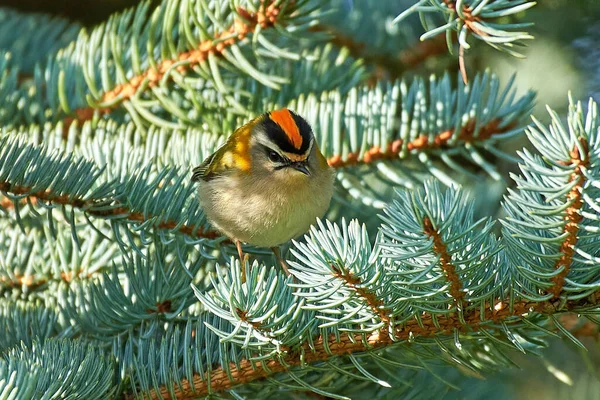 Feuerteufel Regulus Ignicapilla Seinem Natürlichen Lebensraum Dänemark — Stockfoto