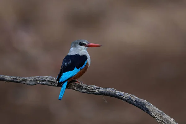 Сероголовый Зимородок Halcyon Leucocephala Естественной Среде Обитания Сенегале — стоковое фото