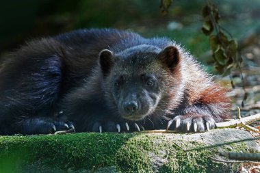 Wolverine (Gulo gulo) doğal ortamında