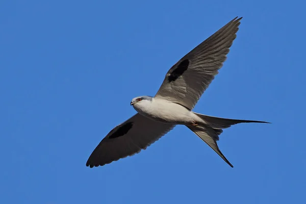 Africká Swallow Tailed Draka Chelictinia Riocourii Letu Modrou Oblohou Pozadí — Stock fotografie