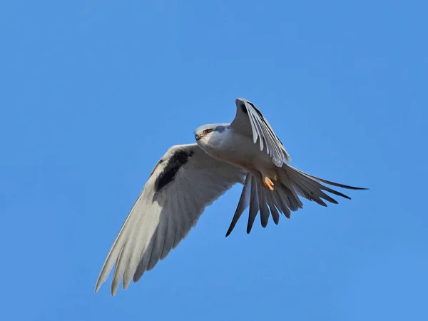 Africká Swallow Tailed Draka Chelictinia Riocourii Letu Modrou Oblohou Pozadí — Stock fotografie