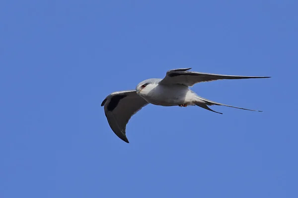 African Swallow Tailed Kite Chelictinia Riocourii Flight Blue Skies Background — Stock Photo, Image