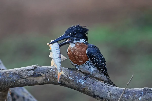 Giant Kingfisher Megaceryle Maxima Svém Přírodním Prostředí Senegalu — Stock fotografie