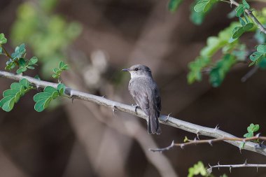 Gambiya doğal tabiatında bataklık sinekkapan