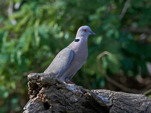 Red Eyed Dove Streptopelia Semitorquata Its Natural Habitat Gambia — Stock Photo, Image