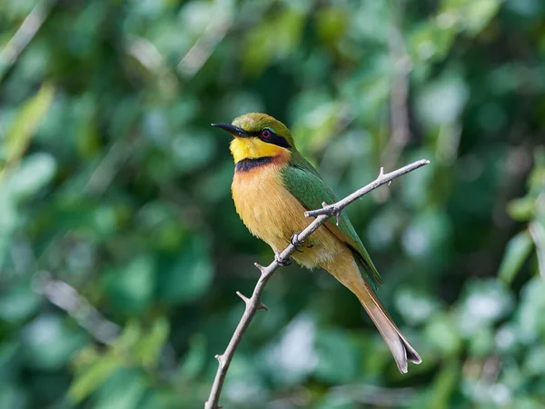 Little Bee Eater Its Natural Habitat Senegal — Stock Photo, Image