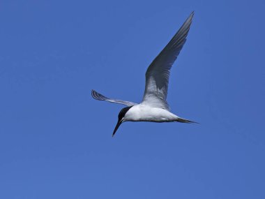 Sandviç kabuğu (Thalasseus sandvicensis) Danimarka 'daki doğal habitatında