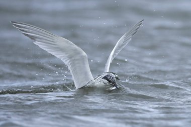 Sandviç kabuğu (Thalasseus sandvicensis) Danimarka 'daki doğal habitatında