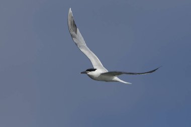 Sandviç kabuğu (Thalasseus sandvicensis) Danimarka 'daki doğal habitatında