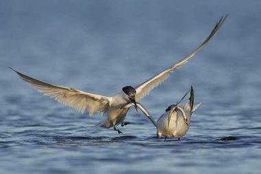 Sandviç kabuğu (Thalasseus sandvicensis) Danimarka 'daki doğal habitatında
