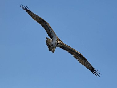 Osprey (Pandion haliaetus) İsveç 'teki doğal ortamında uçmaktadır.