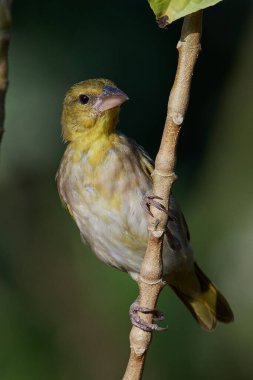 Köy Weaver (Ploceus cucullatus) Gambiya 'daki doğal ortamında