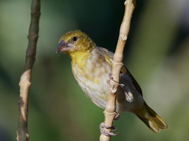 Köy Weaver (Ploceus cucullatus) Gambiya 'daki doğal ortamında