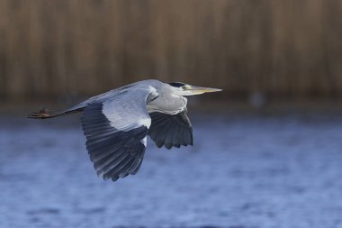 Gri Heron (Ardea cinerea) Danimarka 'daki doğal ortamında