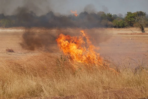 Smoke Fire Bush Area Gambia — Stock Photo, Image