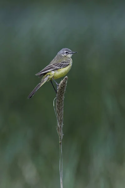 Западно Жёлтый Хвостик Motacilla Flava Покоится Растении Среде Обитания — стоковое фото