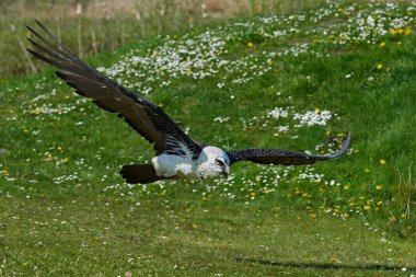 Sakallı akbaba (Gypaetus barbatus) arka planda bitki örtüsüyle uçuyor